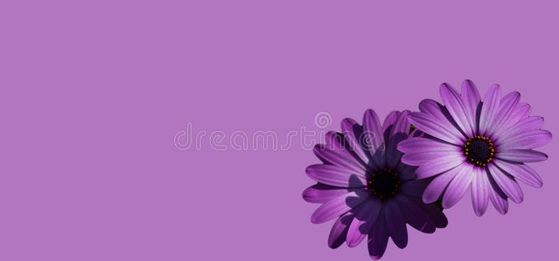 Purple Flower on Purple Background Stock Image - Image of nature, flowers:  180755369