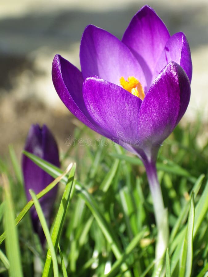 Purple Flower stock photo. Image of pistil, flower, yellow 42416226