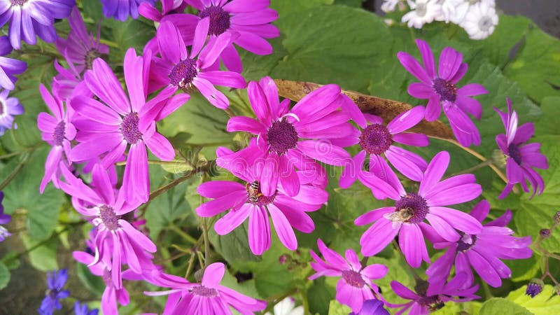 Purple flower with beautiful smell royalty free stock photos Purple flower with beautiful smell royalty free stock photos