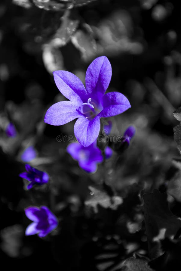 Purple flower on a black and white background