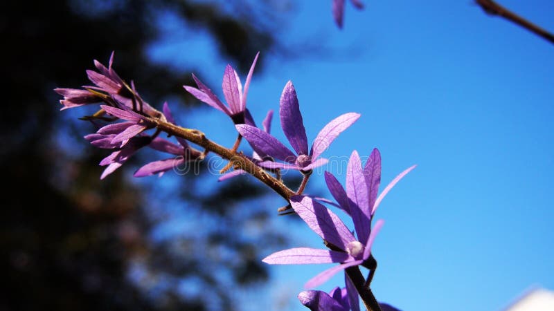 The purple flower on blue sky day