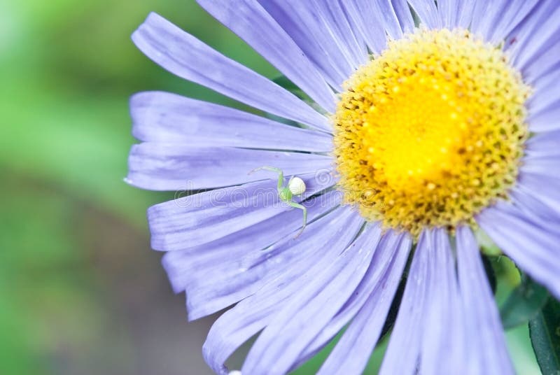 Purple flower close-ups