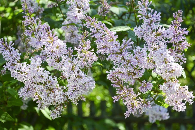 Purple Flower Clusters of Fragrant Lilac Syringa Stock Photo Image of