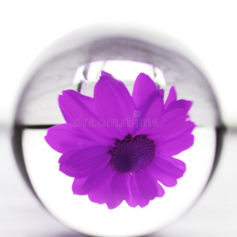 Purple Flower Daisy in a Glass Sphere. Abstract Flower Concept Stock