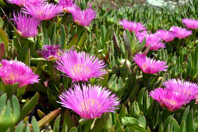 Flower Dyes Purple in Length Lit Enlightened by the Sunlight Front