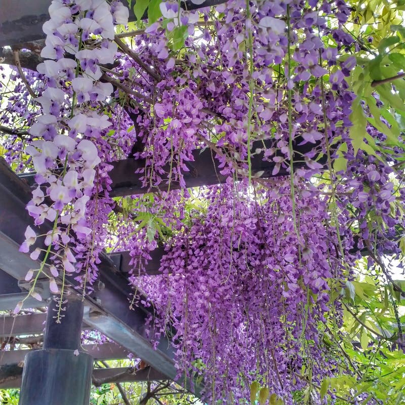 The purple flower stock image. Image of green, japan - 116641079