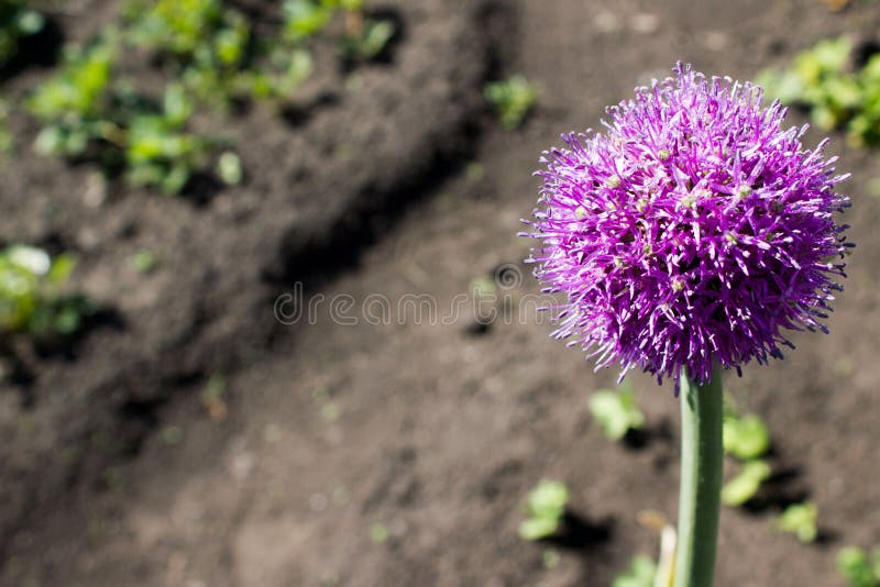 Purple flower garlic stock image. Image of green, background 87248589