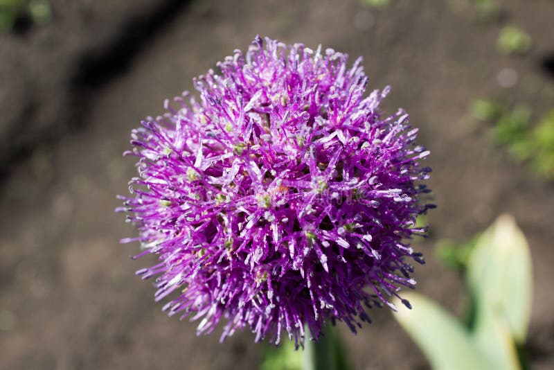 Flower of garlic stock image. Image of globular, freshness 49490537