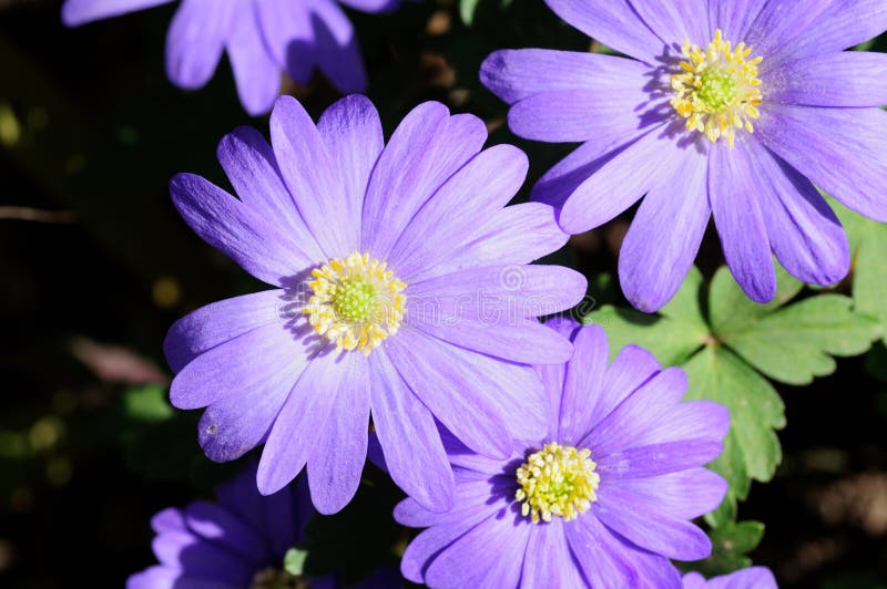Purple Flower Heads Closeup Stock Image Image of contrast, march