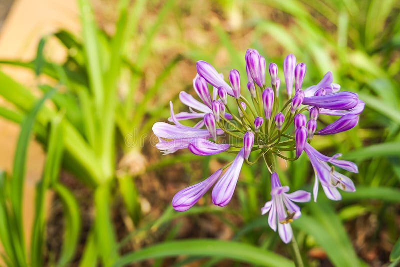 Purple Flower stock image. Image of flower, nature, high 86994525