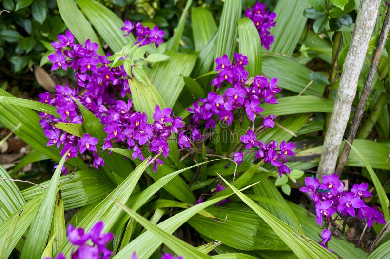 Orchidea Bush Stock Photos - Free & Royalty-Free Stock Photos from  Dreamstime