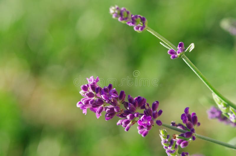 Purple flower of lavender close up