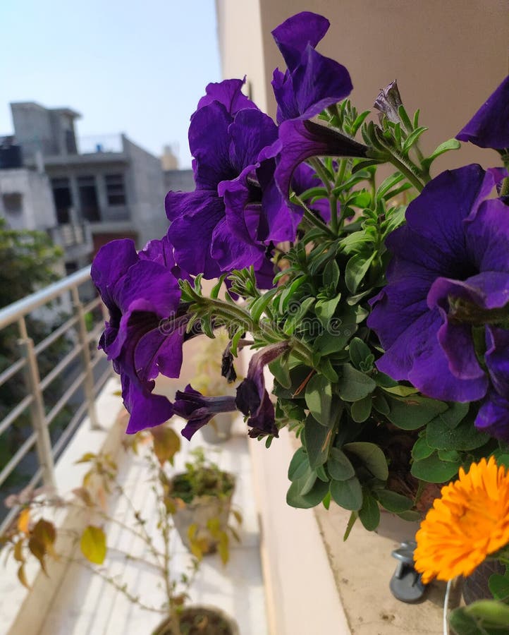 Purple Flower with Marigold Stock Photo Image of woth, purple 207184404