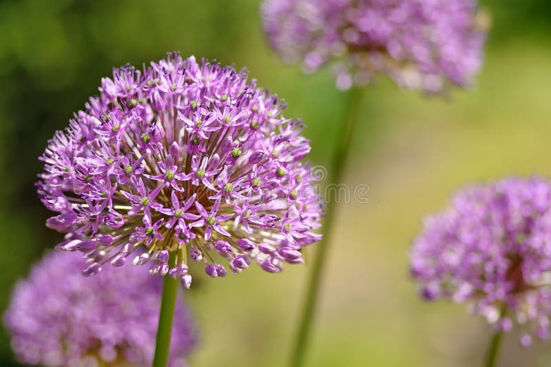 Purple flower of onion stock photo. Image of blossom 30970670