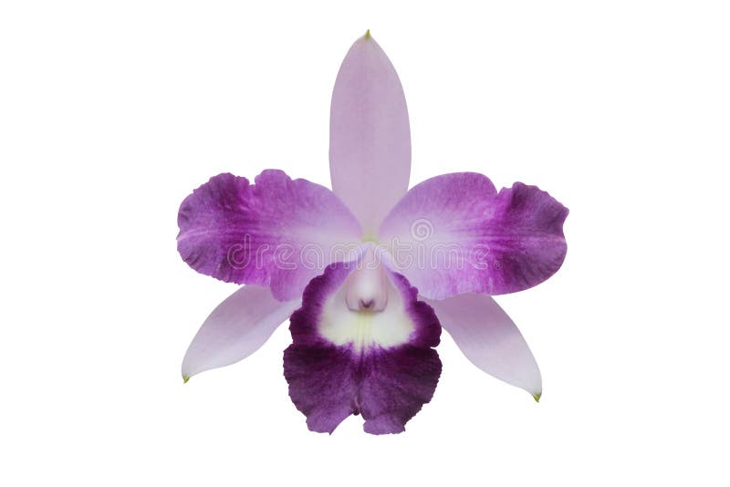 Purple flower (orchid) isolated on white