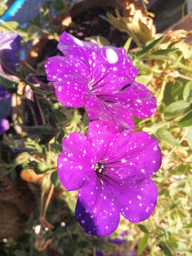 Purple Flower in Urban City Stock Photo Image of flower, urban 142784260