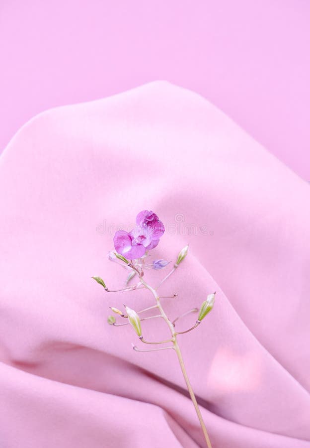 Pink Flower Aesthetic Wallpaper. Summer Time, Bloom, Romantic Concept Stock  Photo - Image of valentine, beauty: 221293684