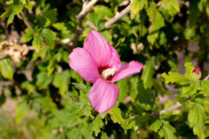 Purple Flower among Plants and Landscape. Purple Flower among Green
