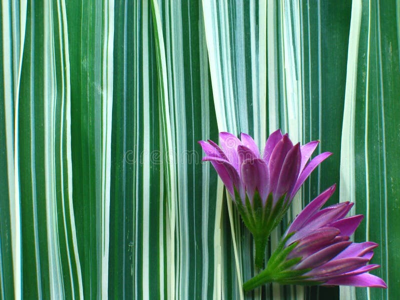 Purple Flower on Ribbon Grass