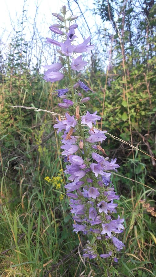Purple flower and sky stock image. Image of white, forest 120426969