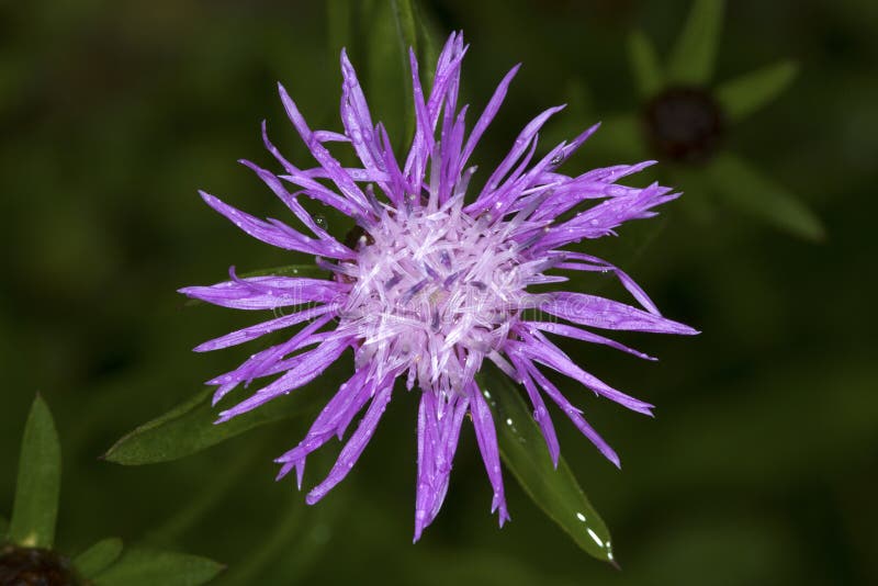 Purple flower of spotted knapweed in Newbury, New Hampshire. royalty free stock photography Purple flower of spotted knapweed in Newbury, New Hampshire. royalty free stock photography