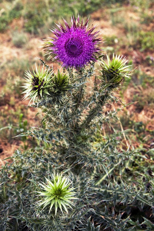 Purple Flower of the Thistle Stock Image Image of sharp, beauty 50351069