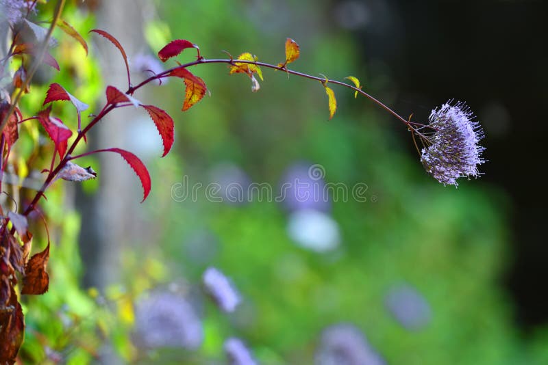 Purple flower on the wall stock photo. Image of beauty 80382942