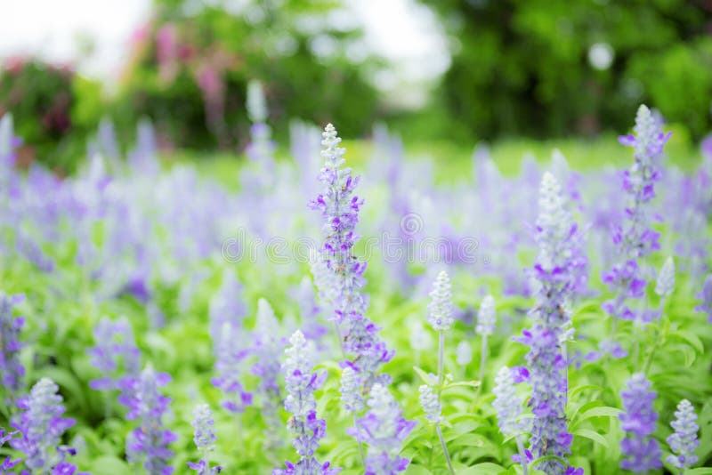Purple Flower in Winter with Beautiful Stock Image Image of plant