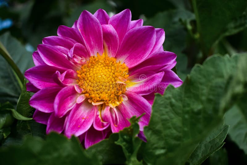 Purple flower with yellow seed at the center