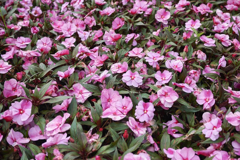 Colorful Blossom of Impatiens New Guinea Plants Stock Photo - Image of ...