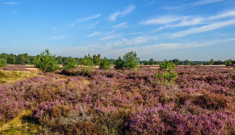 Purple flowering heathland in a Dutch nature reserve