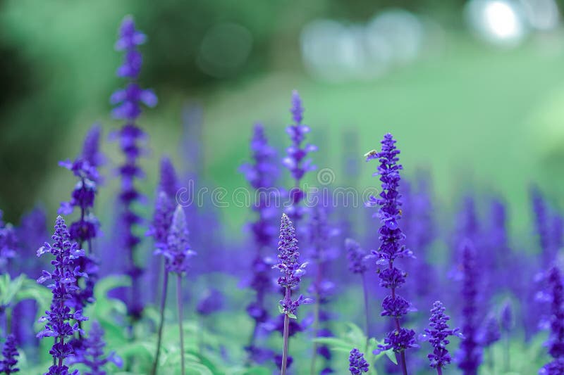 Purple Flowers Picture. Image: 109909156