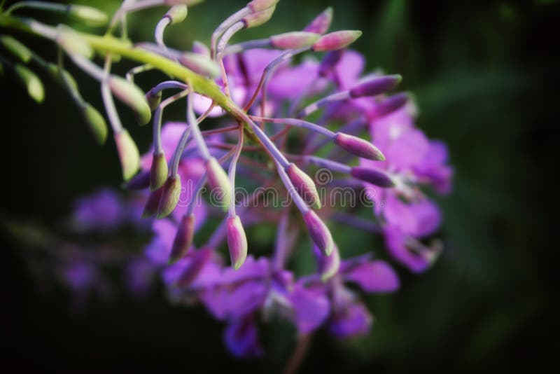 Purple flowers stock image. Image of garden, summer, flower 13756479