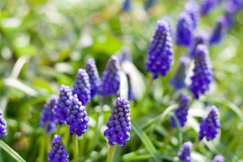 Purple flowers