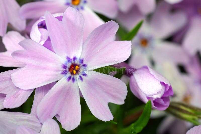 Purple flowers