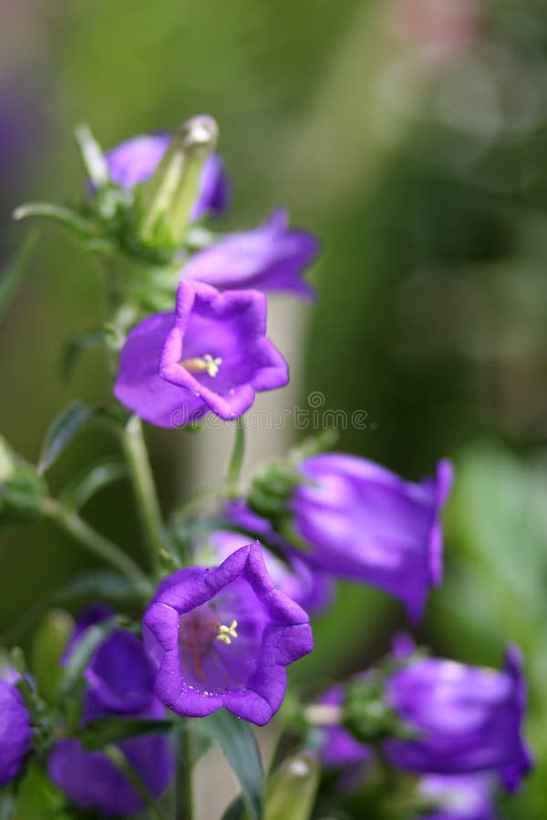 Purple Flowers