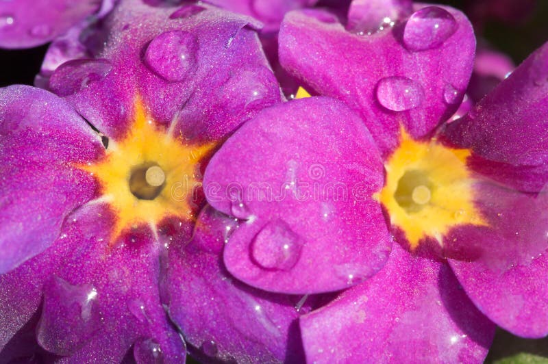 Purple flowers