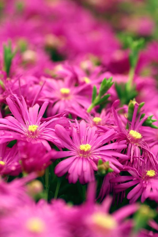 Purple flowers