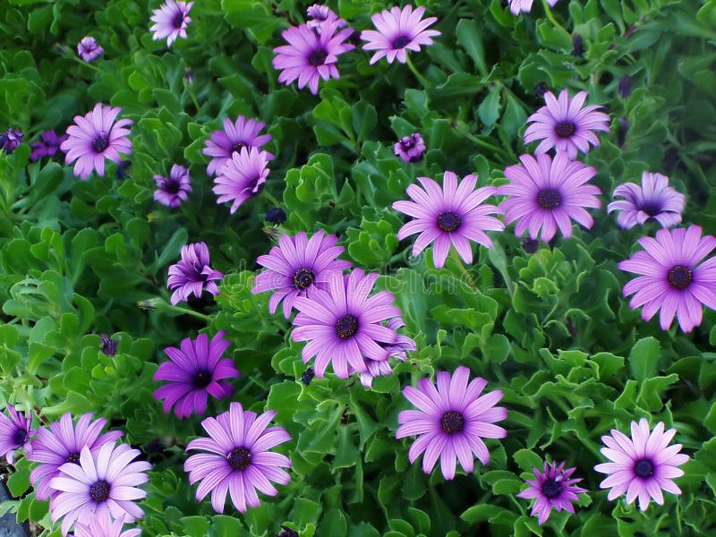 979,332 Purple Flowers Stock Photos Free & RoyaltyFree Stock Photos