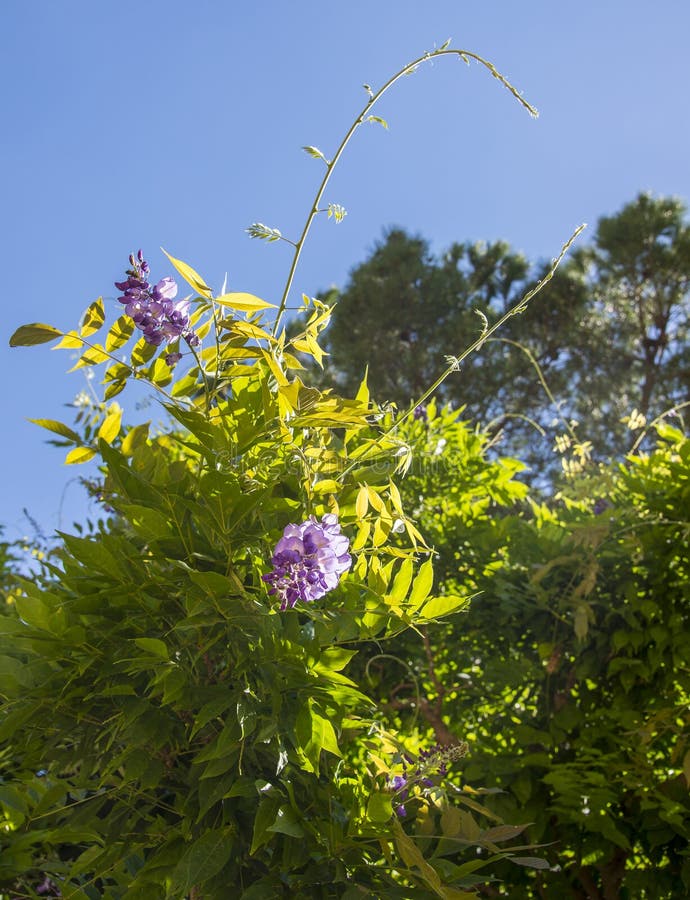 Purple flower of acacia stock photo. Image of pistil 163099138