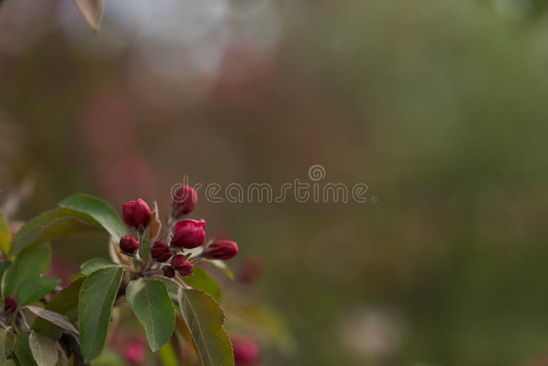 Purple Flowers on Apple Tree in Late Spring Stock Image Image of