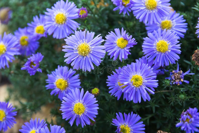 Purple Flowers of Aster Amellus, the European Michaelmas Daisy Stock ...