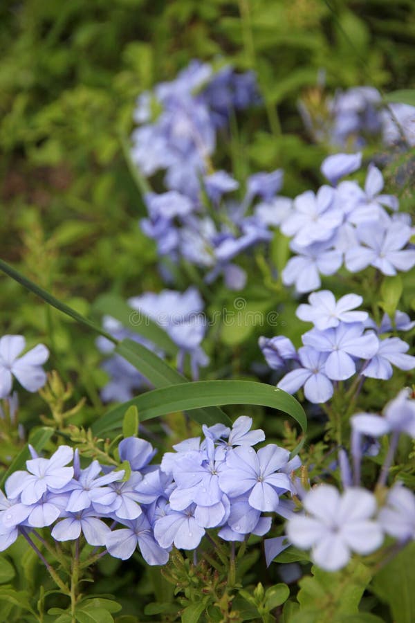 Purple Flowers in the Backyard. Stock Image Image of tree, branch