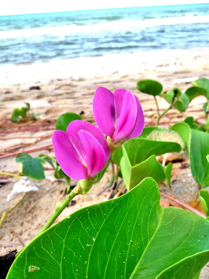 Ipomoea Purple Convolvulus Flower on a Sandy Tropical Beach. Top View