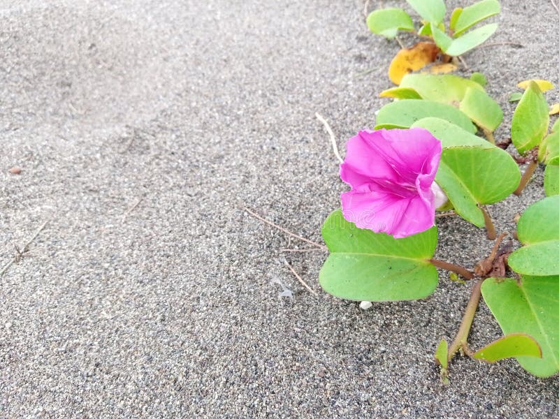 Purple Flowers that Bloom on the Beach. Stock Photo Image of yellow