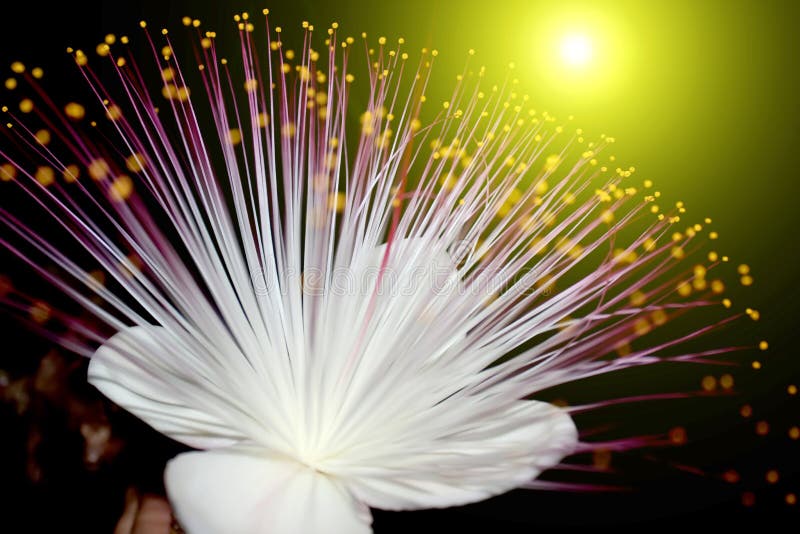 Purple Flowers Blooming in the Night Stock Image Image of decoration