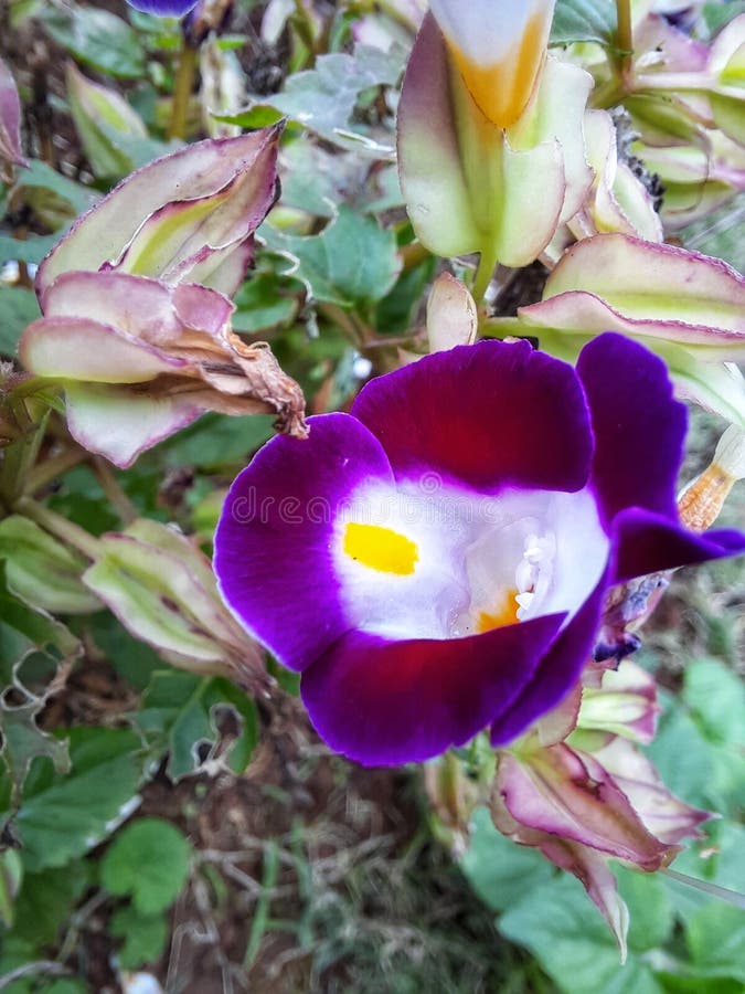 The Purple Flowers Blooming Today in the Garden are so Beautiful Stock