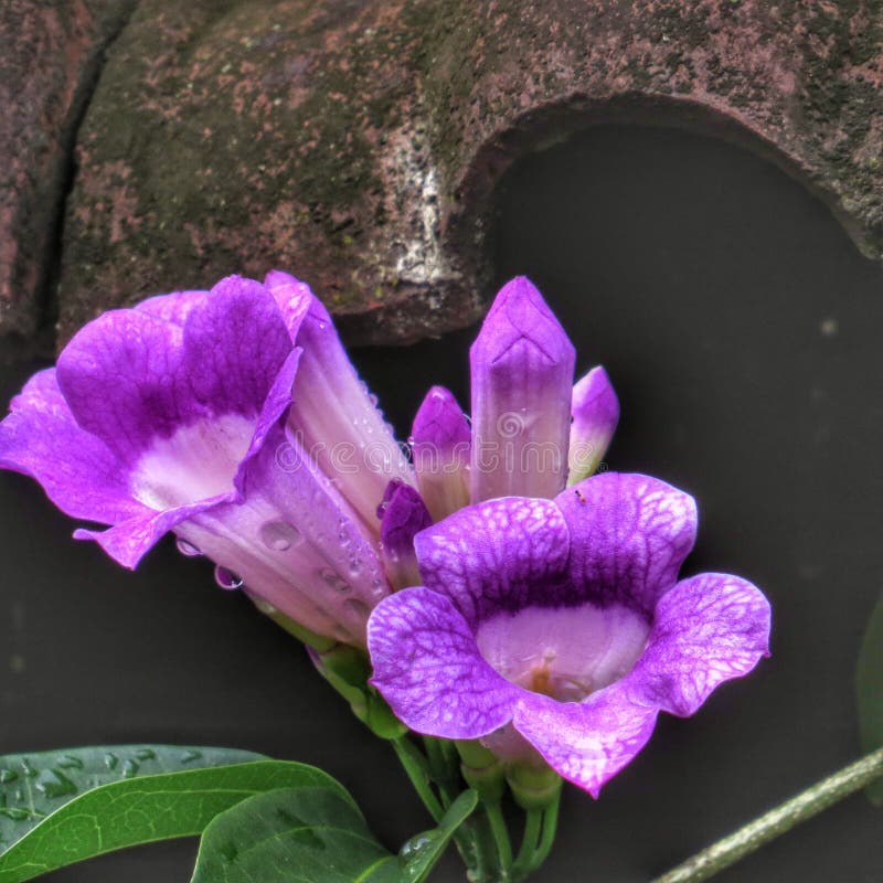 Purple Flowers Blooms in Morning Stock Photo Image of green, violet