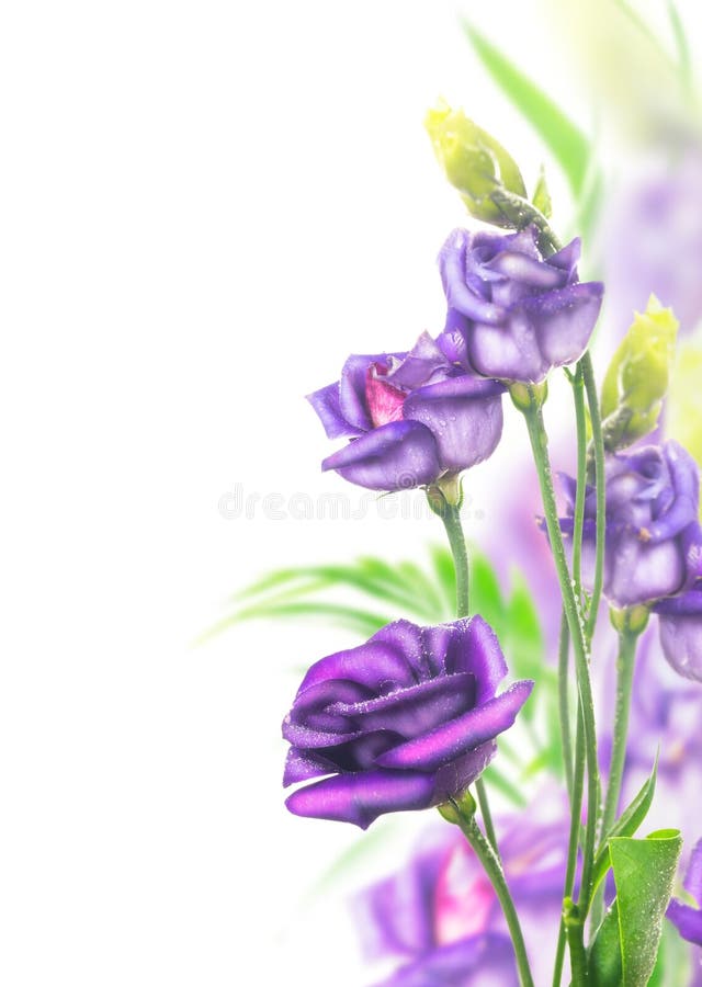 Purple flowers bunch on white background