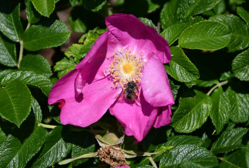 Purple Flowers of the Bush and Bee Stock Photo Image of insect, wasp
